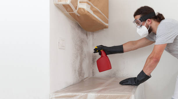 Professional Basement Mold Remediation technician working in Easton, MD