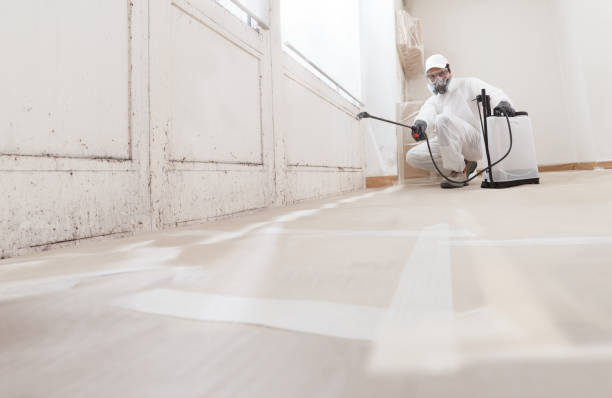 24/7 Emergency Basement Mold Remediation experts in Easton, MD