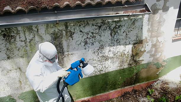 Top rated local Basement Mold Remediation specialists in Easton, MD